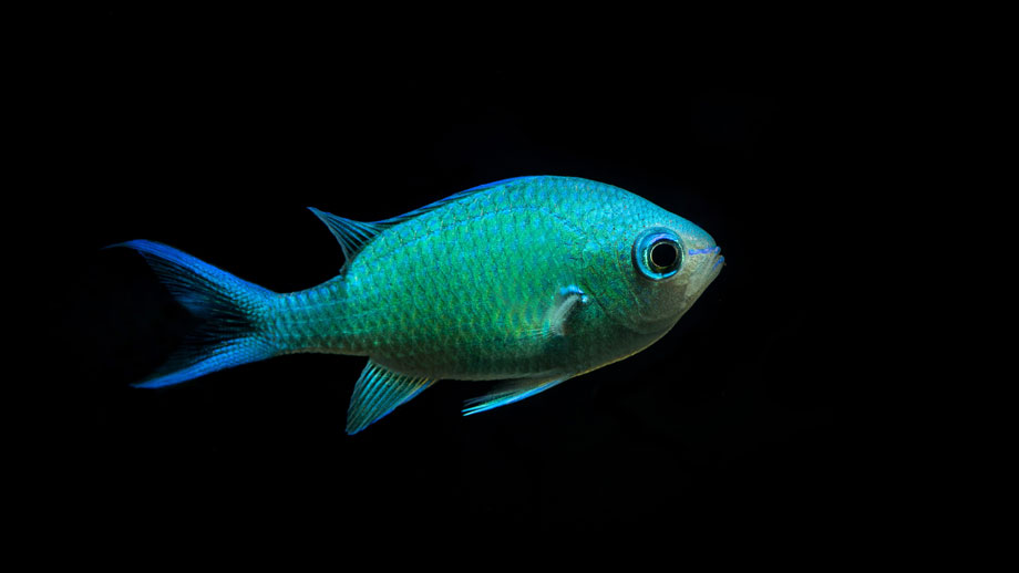 Steckbrief Chromis Viridis Teaser 1