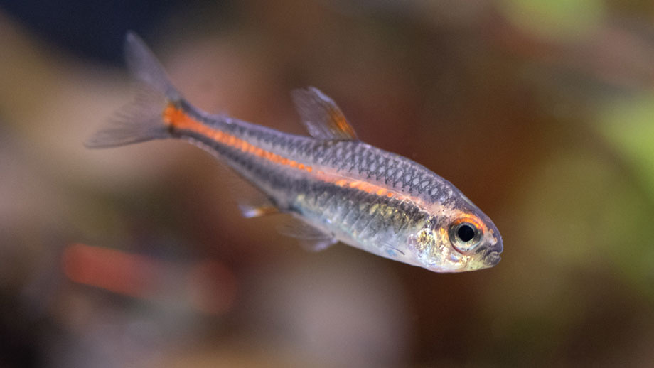 Hemigrammus Erythrozonus Teaser Neu