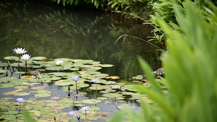 10 Tipps Fuer Den Gartenteich Teaser