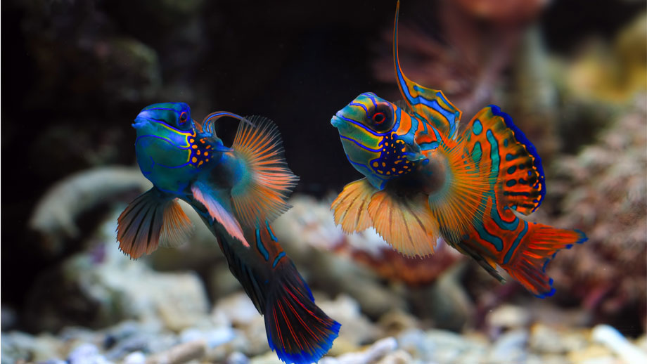 Steckbrief Mandarinfisch Teaser