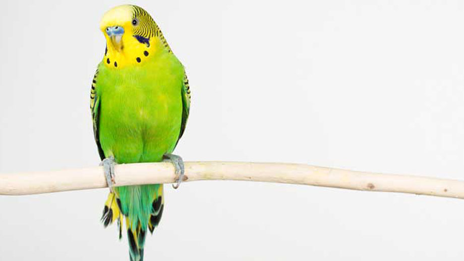 Wellensittich Einzeln Halten Teaser