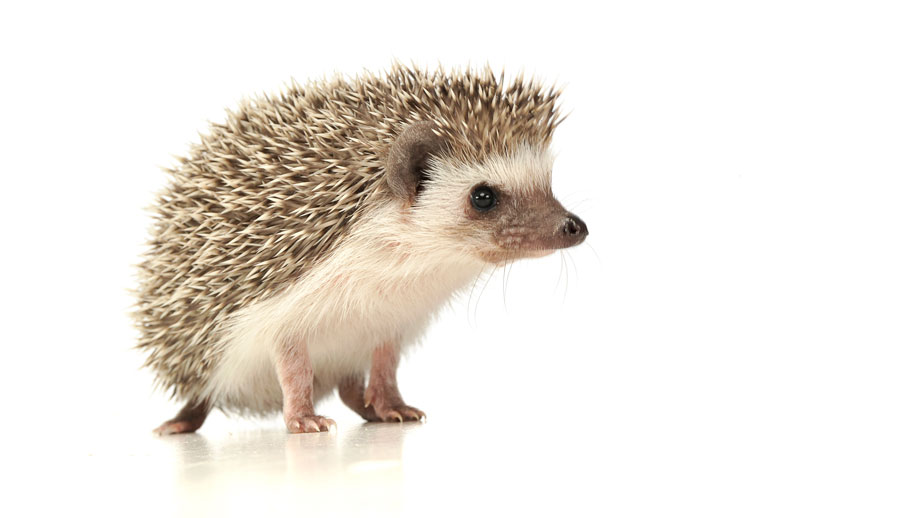 Steckbrief Wei%c3%9fbauchigel Teaser