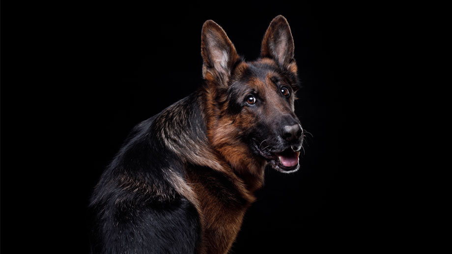 Schäferhundkeratitis