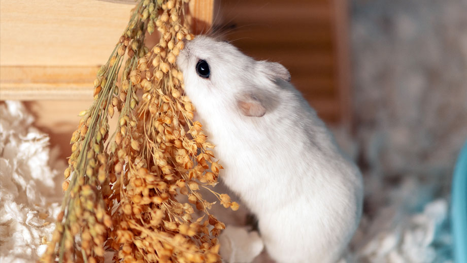 Gehege Einrichtung Und Beschaeftigung Fuer Hamster Teaser