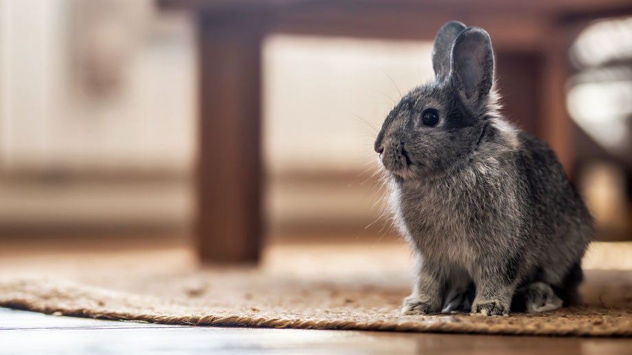 Kaninchen Stubenrein Bekommen Teaser