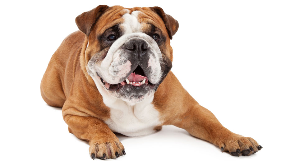Steckbrief Englische Bulldogge