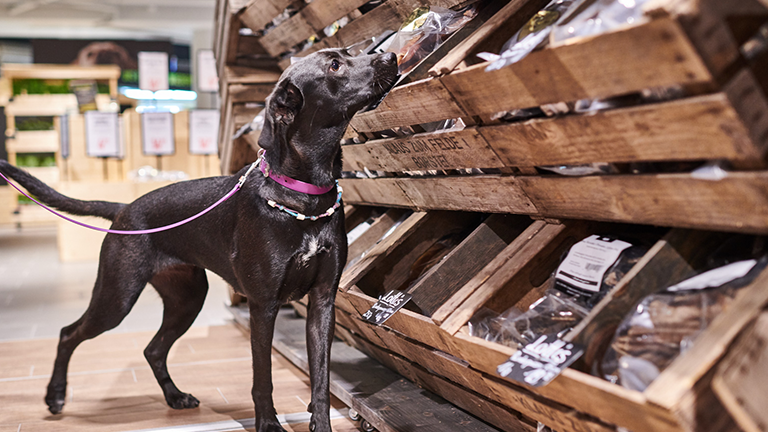 Kassel Highlight Barf