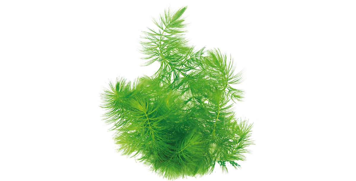 Steckbrief Hornblatt Teaser