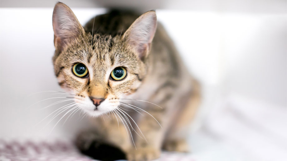 Ängstliche Katze – wie kann man helfen? 