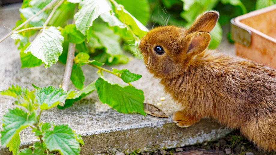 Beschaeftigung F%c3%bcr Kaninchen Teaser