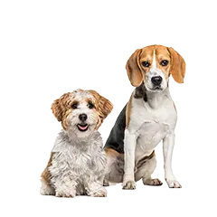 Hund Hunderassen 14c6818792