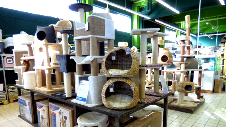 Balingen Highlight Katze