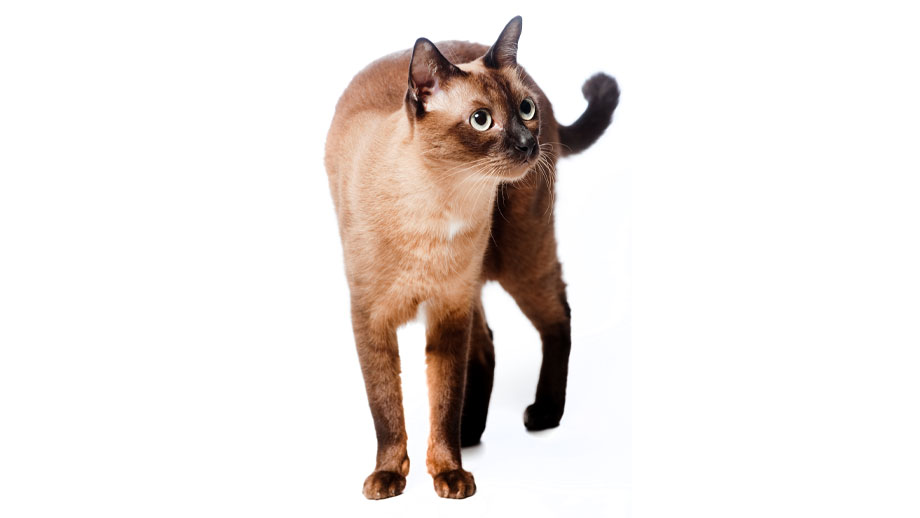 Steckbrief Burma Katze Teaser