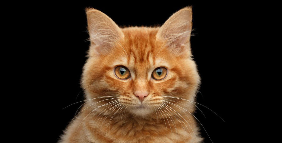 Kastration oder Sterilisation bei der Katze?