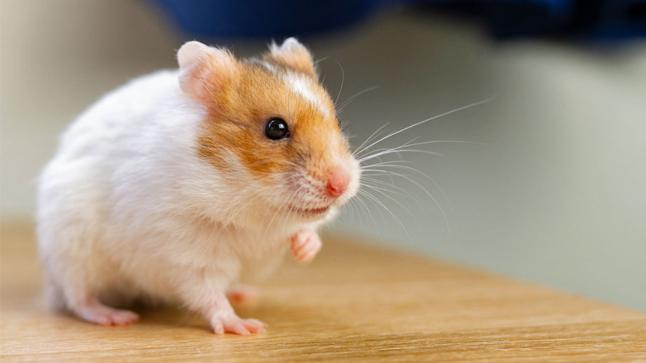 Verschiedene Hamsterarten Im Ueberblick Teaser