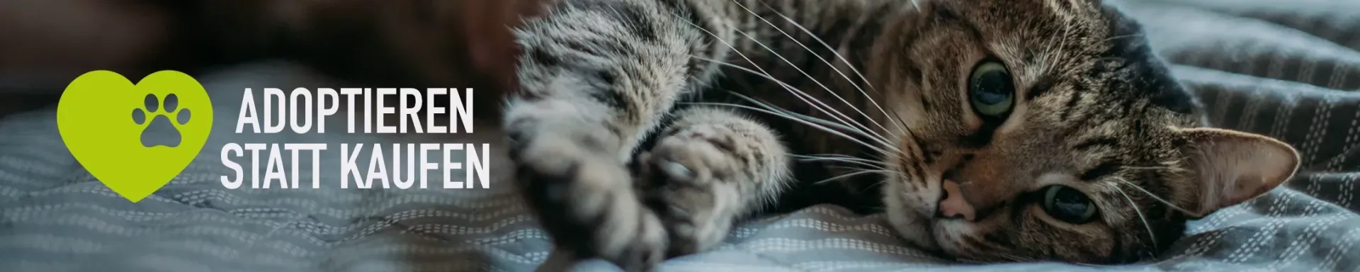 Adoption Banner Footer Desktop 8181042d11 1920x1920