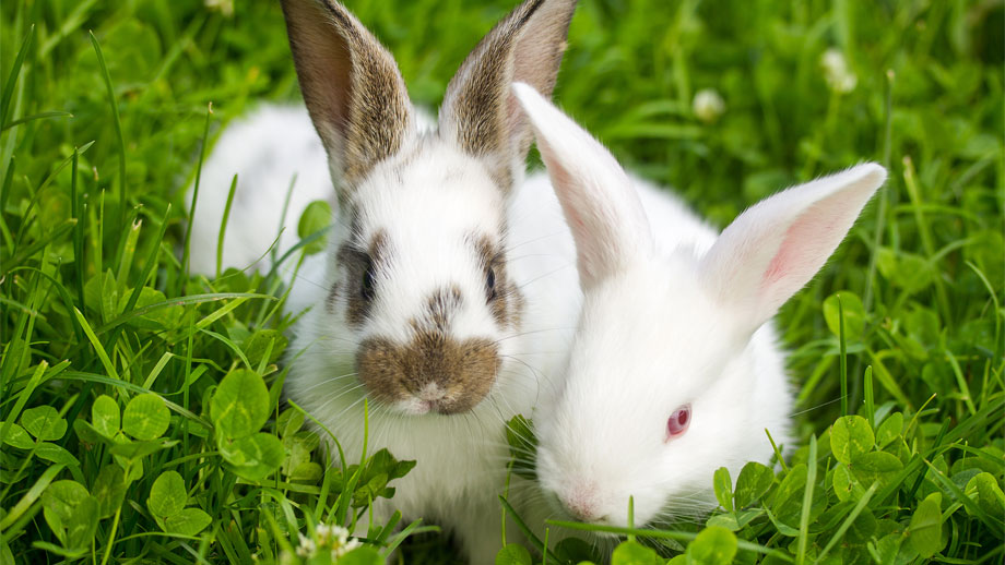 Fliegenmadenfrass Bei Kaninchen Und Meerschweinchen Teaser