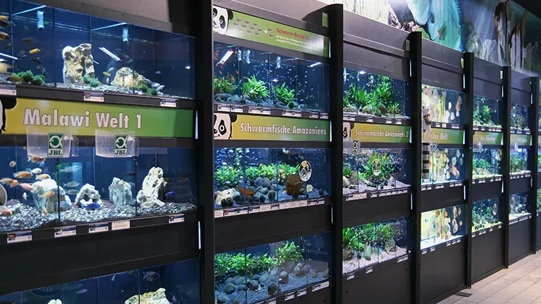 Muenster Highlight 3 D1fa583339