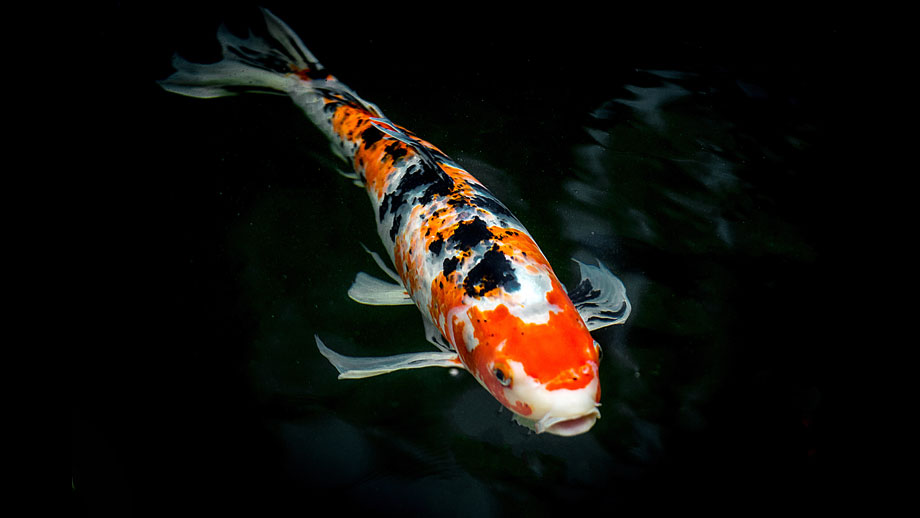 Koi Tutorials Teaser