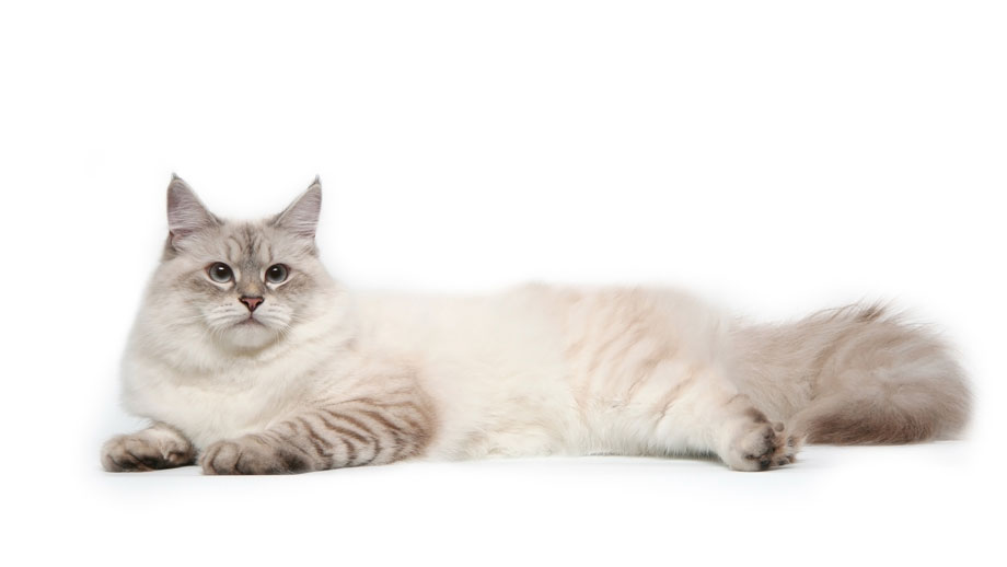 Steckbrief Neva Masquarade