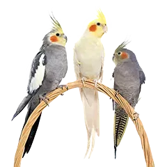 Vogel Haltung 8c2bba7196