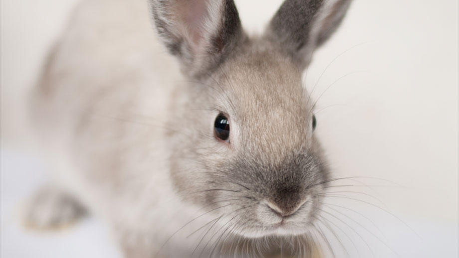 Gesundheitscheck Kaninchen Teaser
