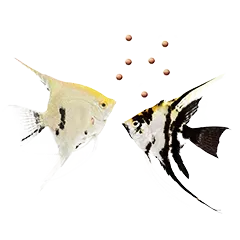 Suesswasser Ernaehrung 898aaa2384