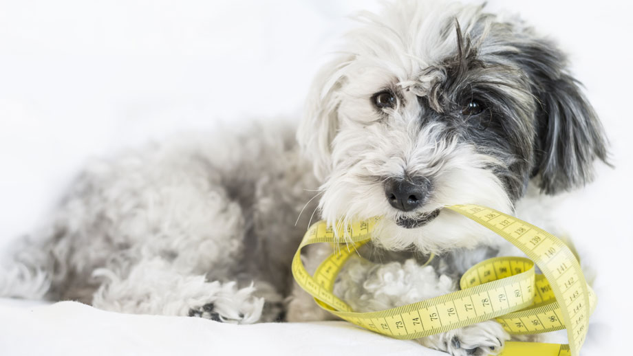 Wie Messe Ich Meinen Hund Richtig Teaser