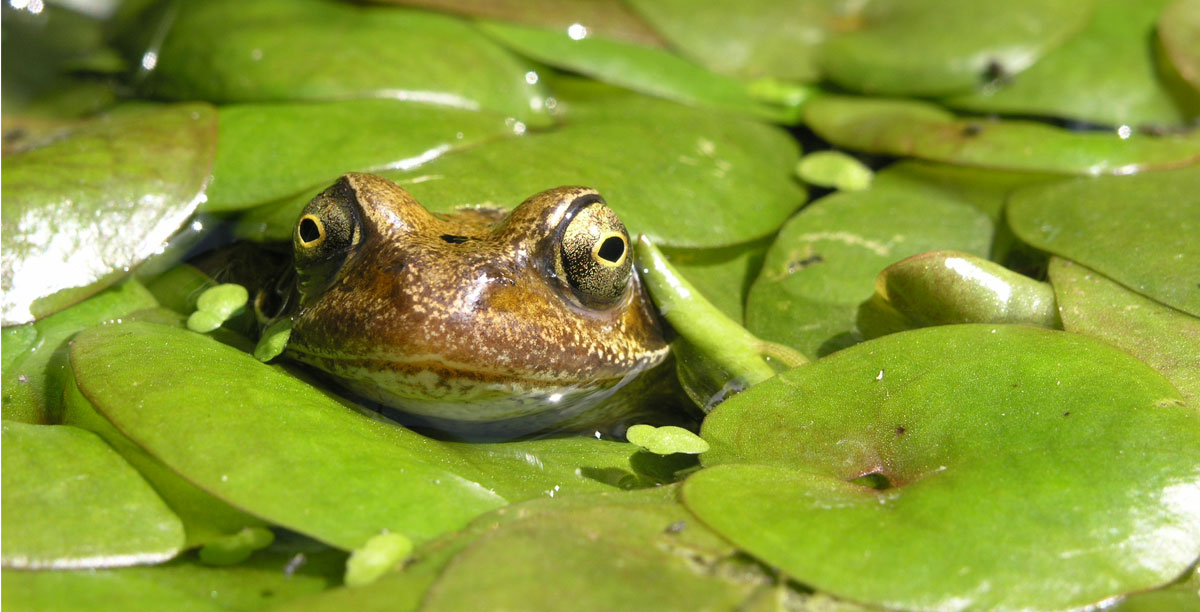 Schwimmpflanzen F Ur Den Teich Teaser