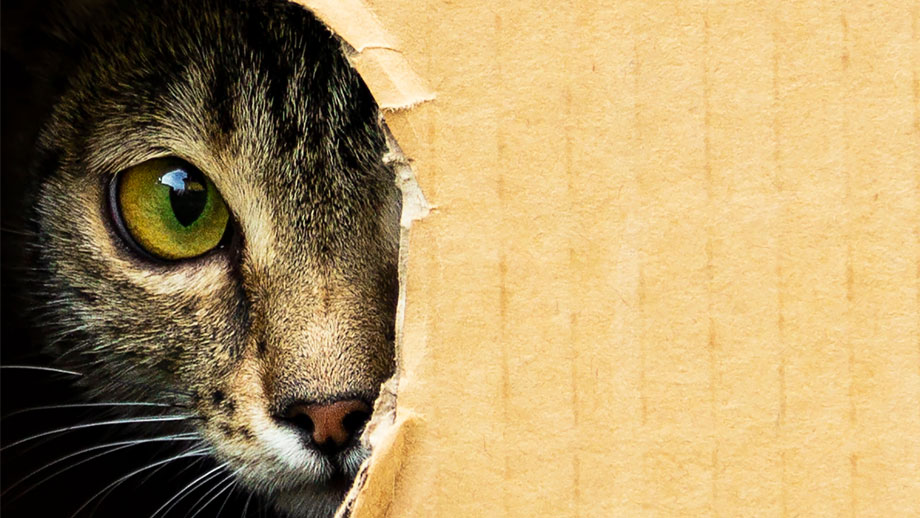 Die Beliebtesten Katzenrassen 2023 Teaser