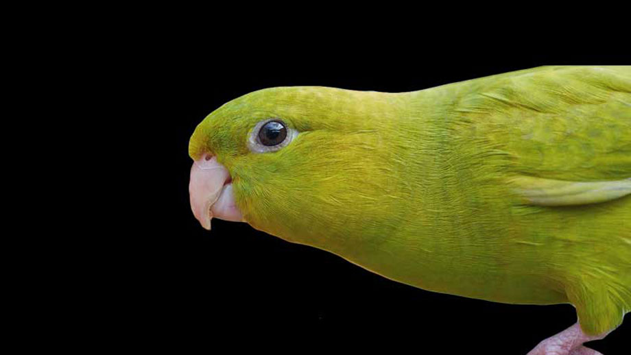 Steckbrief Katharinasittich Teaser