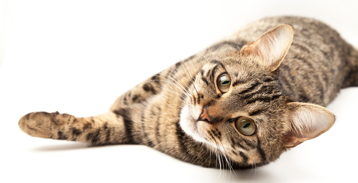 Steckbrief Europäisch Kurzhaar