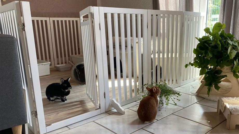 Freie Wohnungshaltung Kaninchen Teaser 1