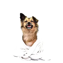 Hund Gesundheit Pflege 707408ef3b