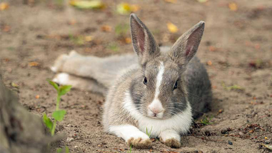 Abkuehlung Bei Hitze Kaninchen Teaser