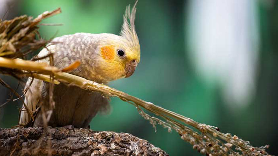 Tiergerechte Vogelhaltung Teaser