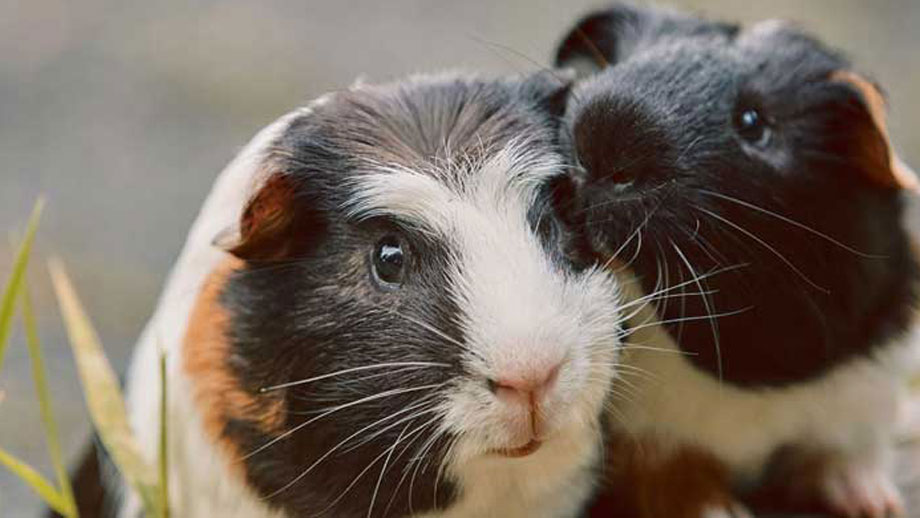 Parasiten Bei Meerschweinchen Teaser