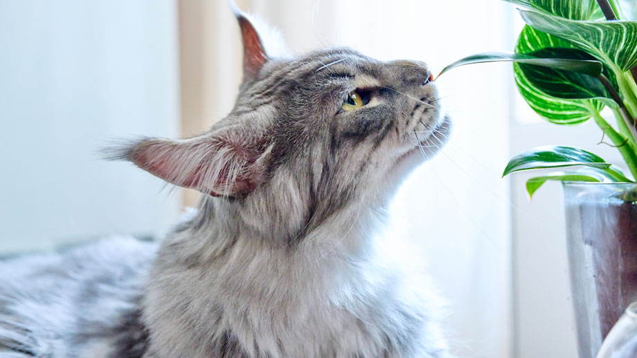 Versteckte Gefahren im Katzenhaushalt 