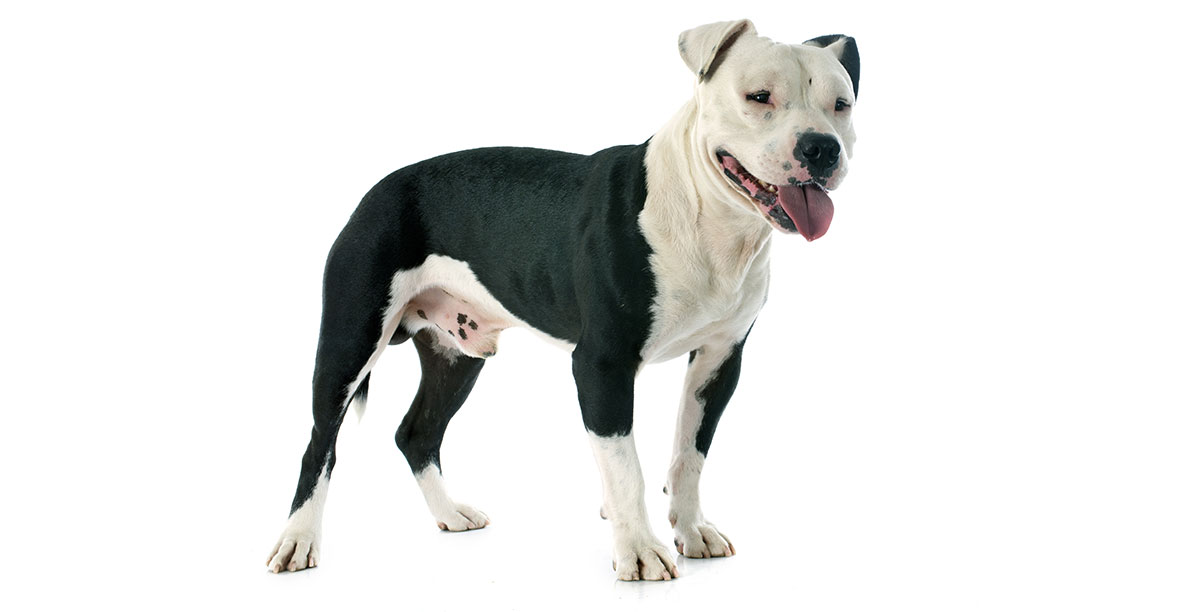 Steckbrief American Staffordshire Terrier