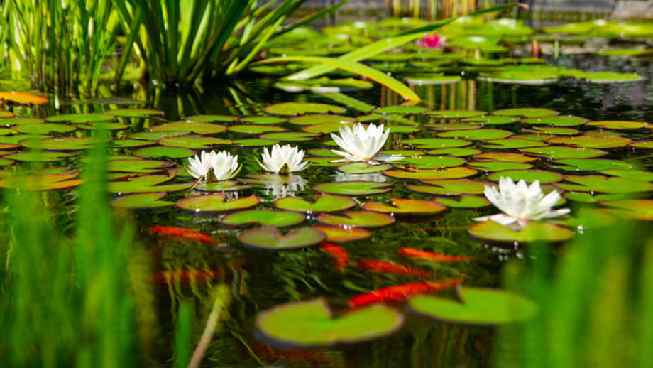 Tierische Helfer Im Naturteich Teaser 1