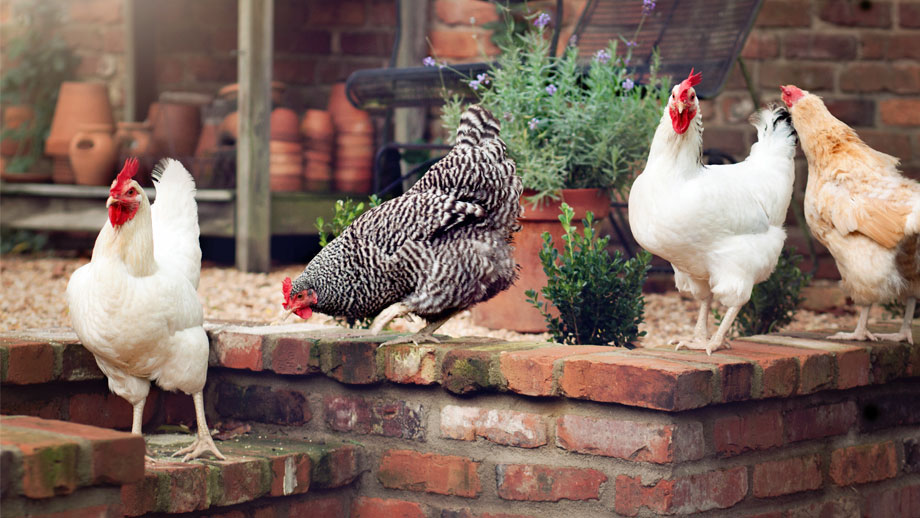 Besch%c3%a4ftigung F%c3%bcr Huehner Teaser