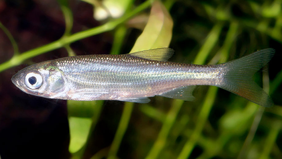 Steckbrief Moderlieschen Teaser