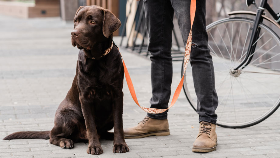 Hunde für die Stadt