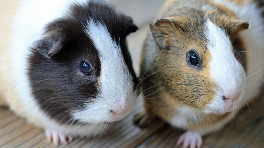 Ist Mein Meerschweinchen Krank Teaser