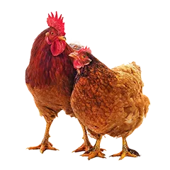 Hobbyfarming Haltung 1a189baae3