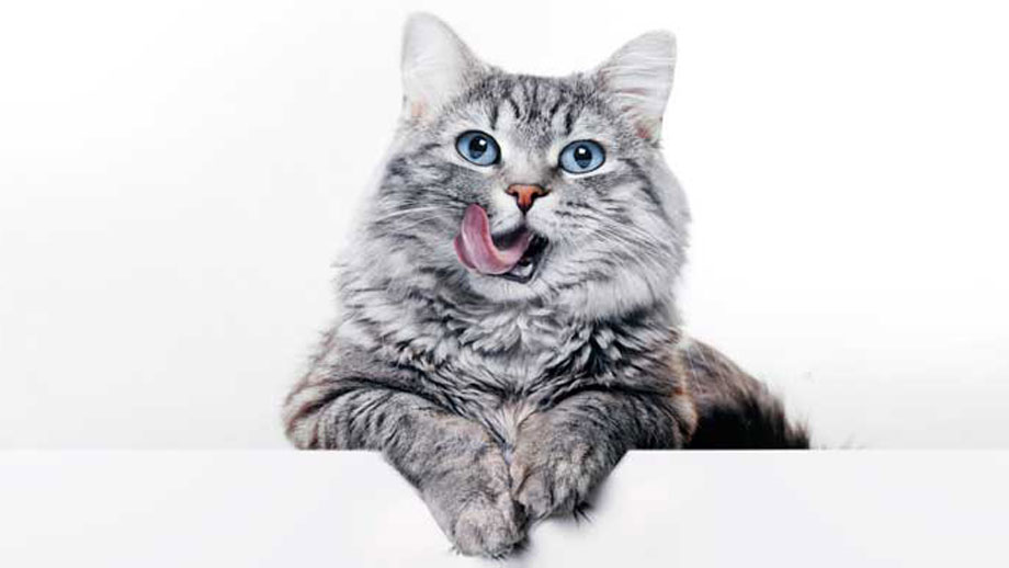 Woran Erkennt Man Hochwertiges Katzenfutter Teaser