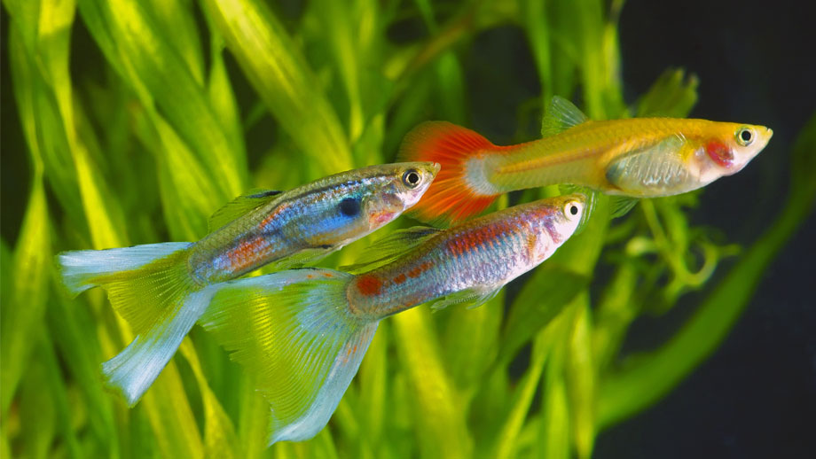 Wie Alt Werden Guppys Teaser Neu