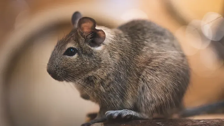 Highlight Slider Lebentier 3 E3b96e5b50