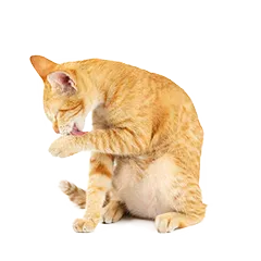 Katze Gesundheit Pflege 59ba623c41