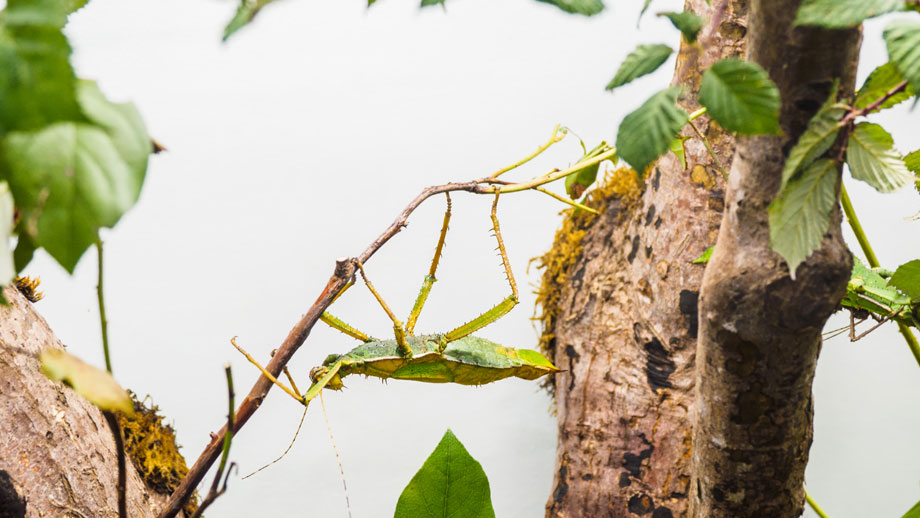 Steckbrief Phasmiden Teaser Alternativ